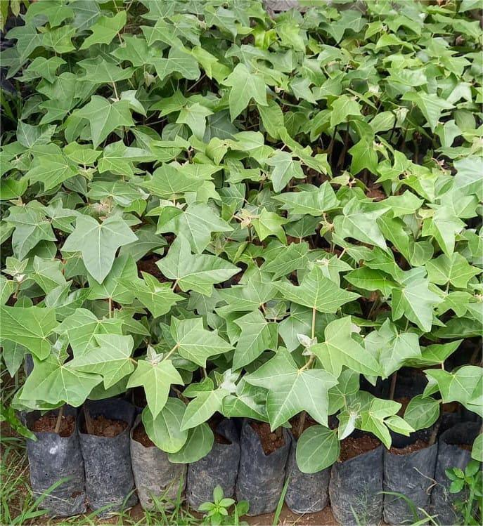 Pengelolaan & Konsultasi Perkebunan