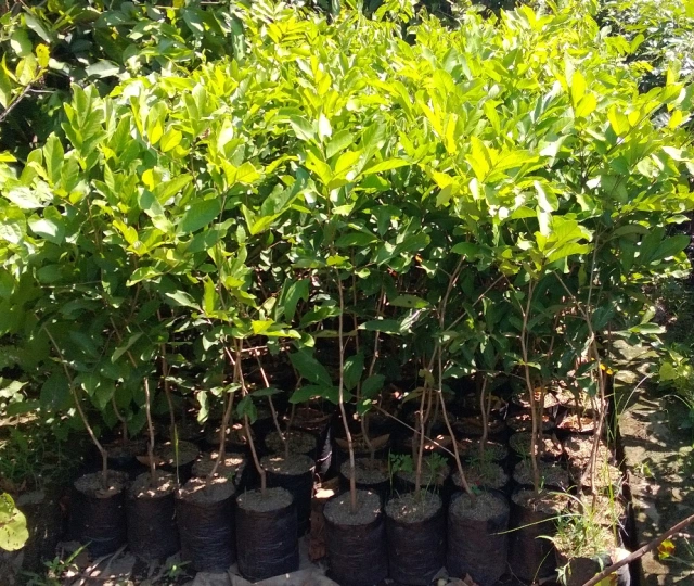 Program Penghijauan & Reboisasi